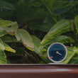 Tank Gauge Plus Remote
